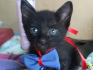 Gato raça Comum idade 2 a 6 meses nome Floc