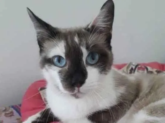 Gato raça SRD idade 7 a 11 meses nome PANDORA