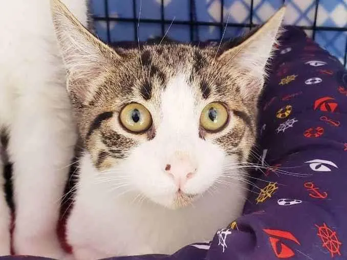 Gato raça Srd idade 2 a 6 meses nome Mirtilo