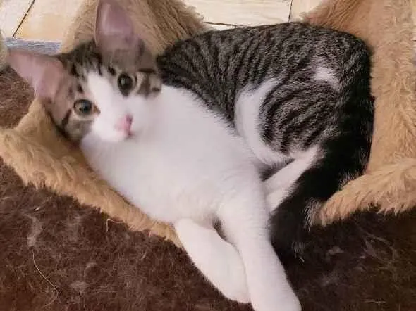 Gato raça Srd idade 2 a 6 meses nome Mirtilo