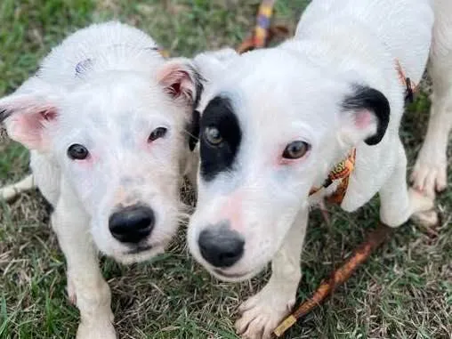 Cachorro ra a SRD idade 2 a 6 meses nome Pirata e Snow