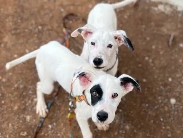 Cachorro ra a SRD idade 2 a 6 meses nome Pirata e Snow