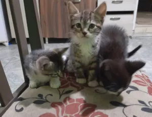 Gato raça  idade 2 a 6 meses nome Sem nome