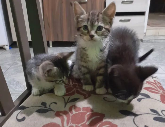 Gato ra a  idade 2 a 6 meses nome Sem nome