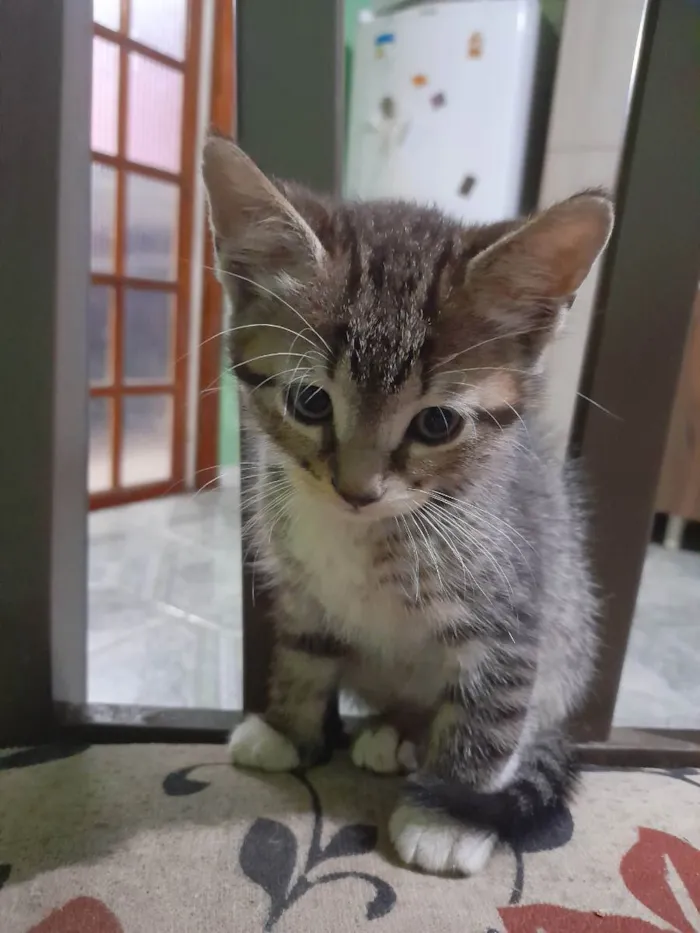 Gato ra a  idade 2 a 6 meses nome Sem nome