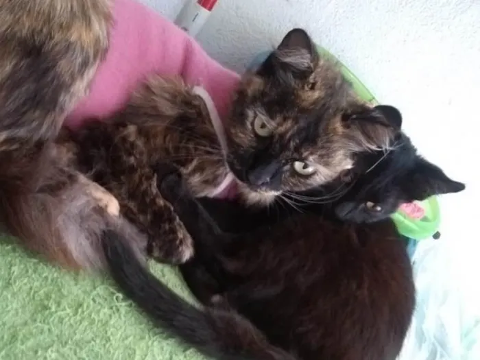 Gato raça Srd idade 7 a 11 meses nome Safira 