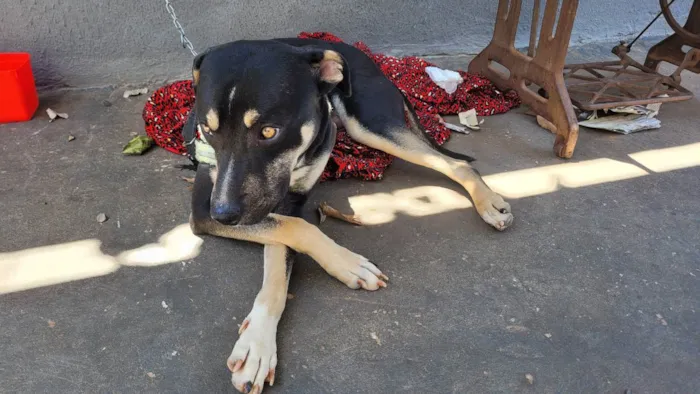 Cachorro ra a Pit bull idade 7 a 11 meses nome Thor