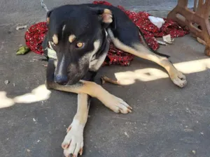 Cachorro raça Pit bull idade 7 a 11 meses nome Thor