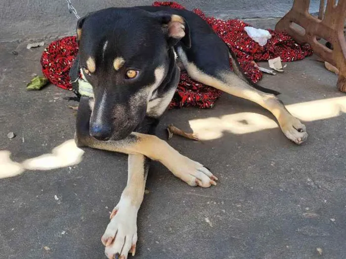 Cachorro ra a Pit bull idade 7 a 11 meses nome Thor