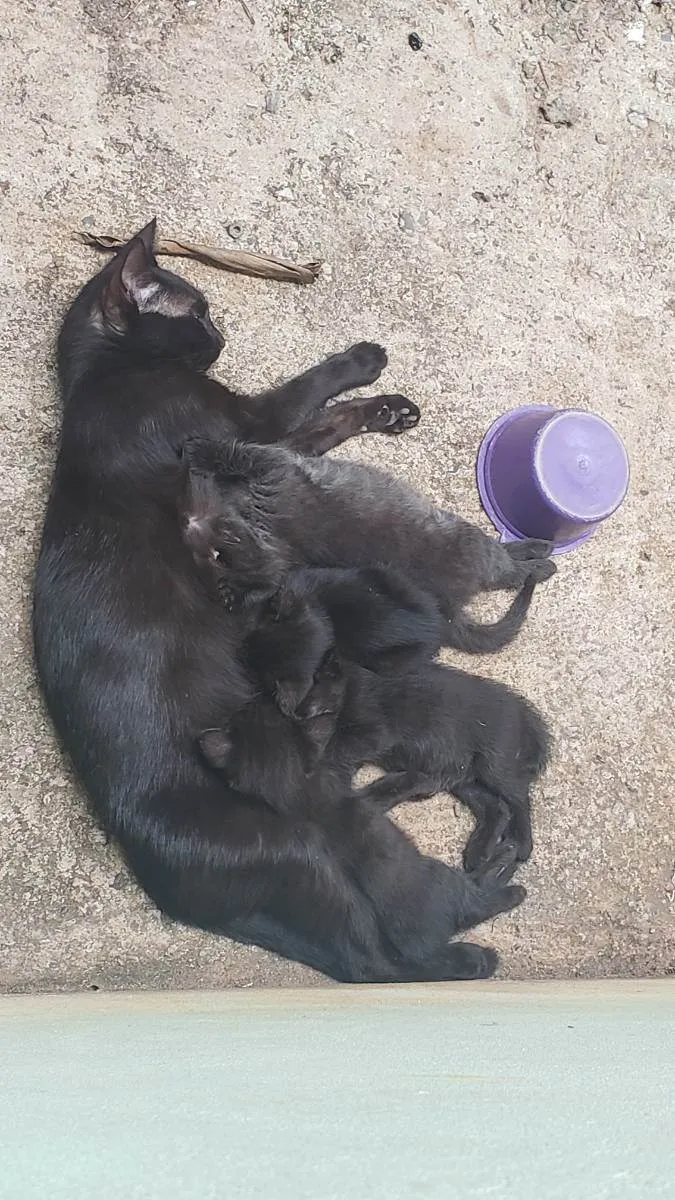 Gato ra a Vira lata idade Abaixo de 2 meses nome Sem nome