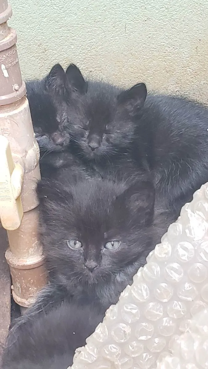 Gato ra a Vira lata idade Abaixo de 2 meses nome Sem nome