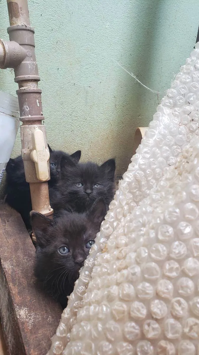 Gato ra a Vira lata idade Abaixo de 2 meses nome Sem nome