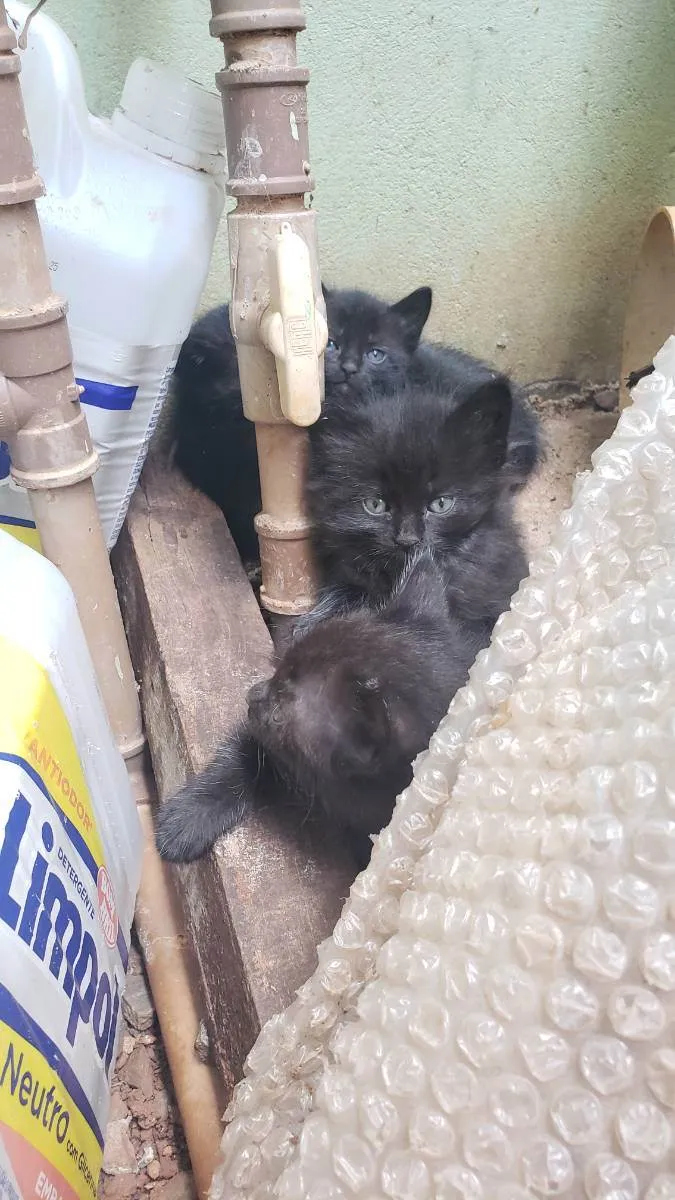 Gato ra a Vira lata idade Abaixo de 2 meses nome Sem nome