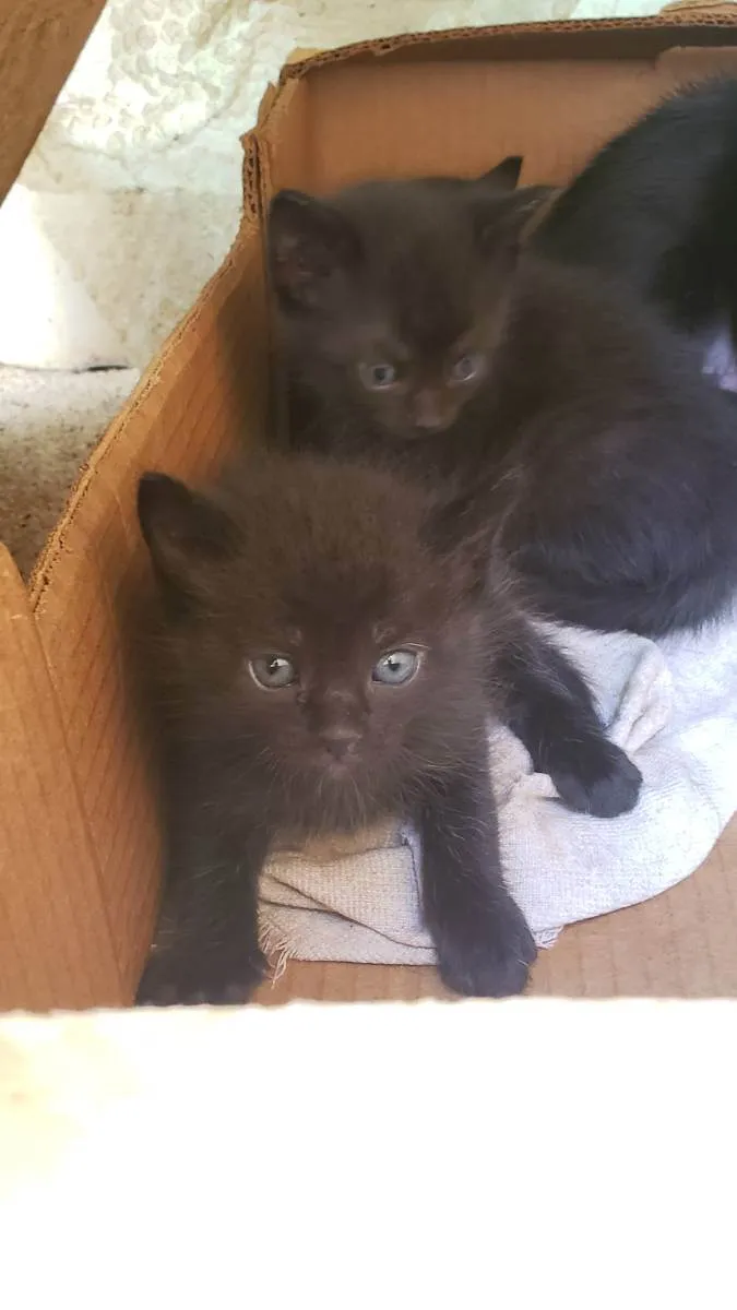 Gato ra a Vira lata idade Abaixo de 2 meses nome Sem nome