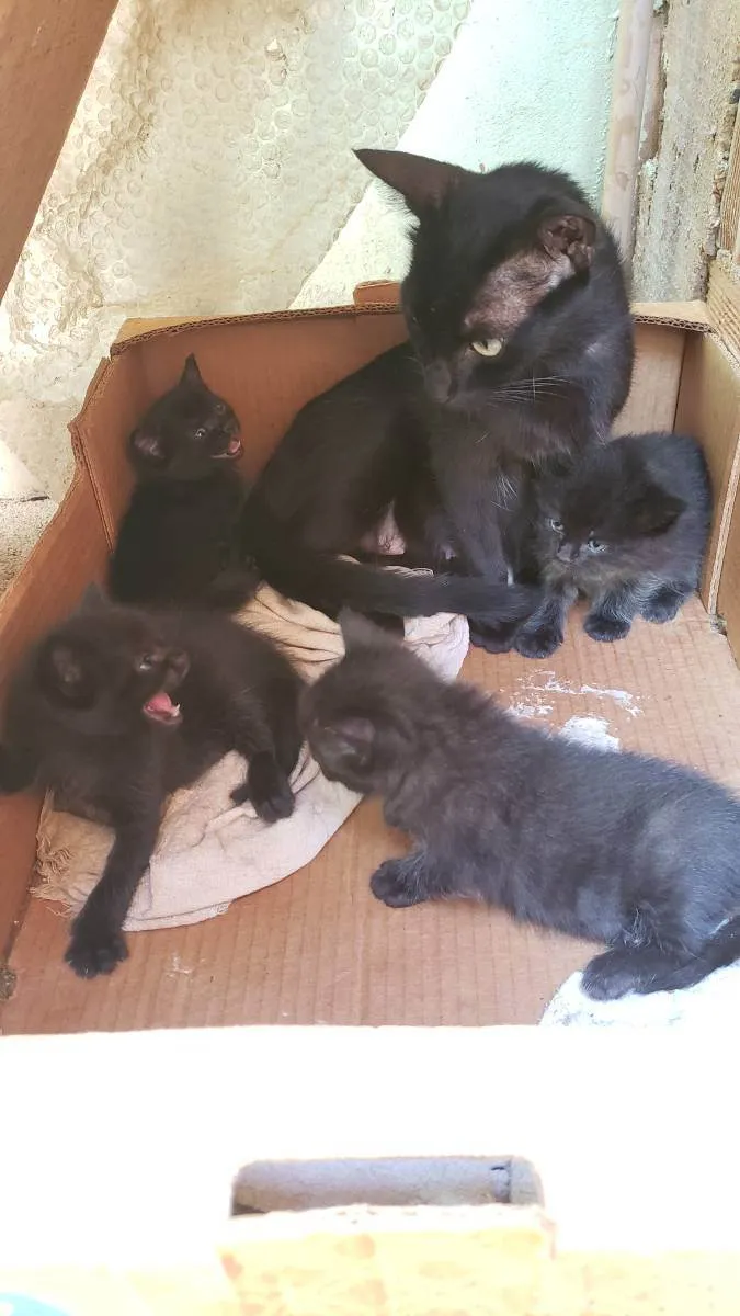 Gato ra a Vira lata idade Abaixo de 2 meses nome Sem nome