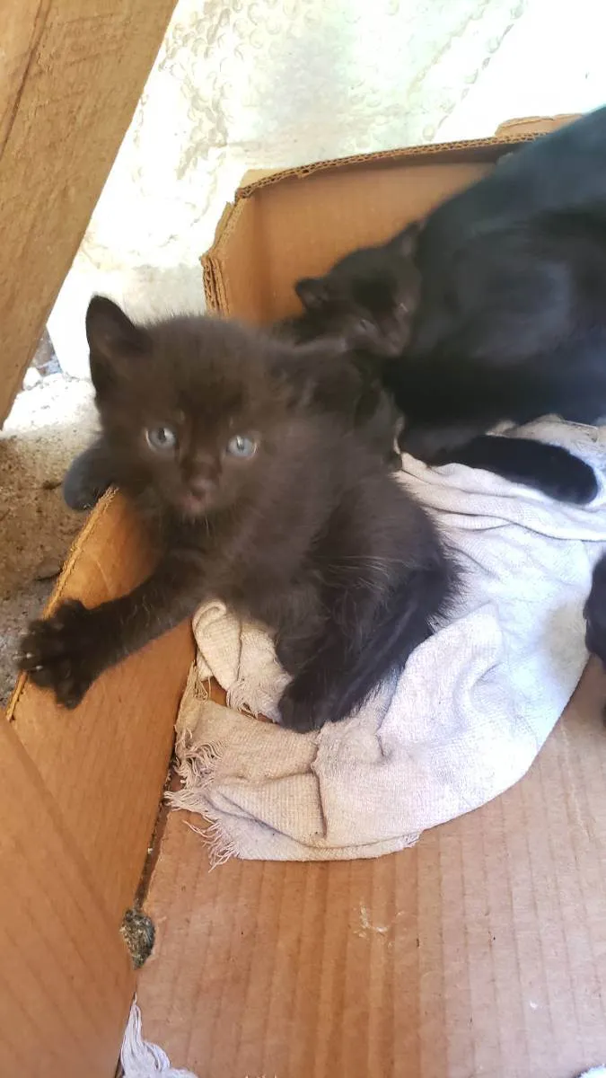 Gato ra a Vira lata idade Abaixo de 2 meses nome Sem nome