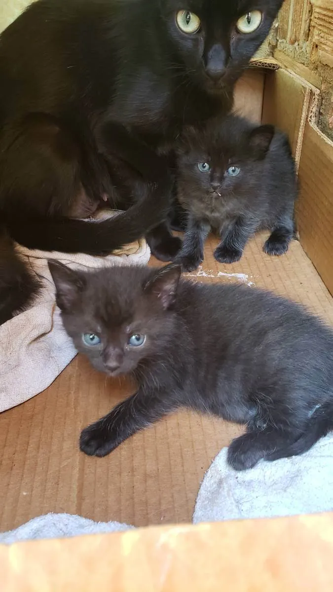 Gato ra a Vira lata idade Abaixo de 2 meses nome Sem nome