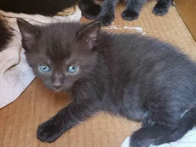 Gato ra a Vira lata idade Abaixo de 2 meses nome Sem nome