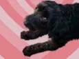 Cachorro raça Poodle  idade 1 ano nome Bob Poodle lindo 