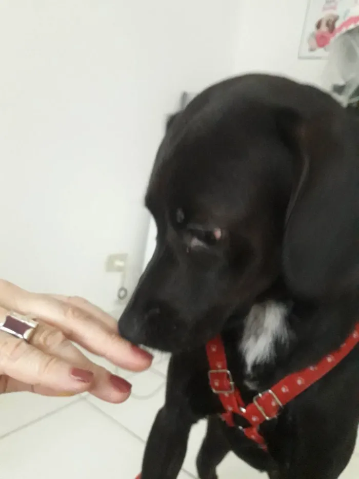 Cachorro raça Srd idade 1 ano nome Pietra 
