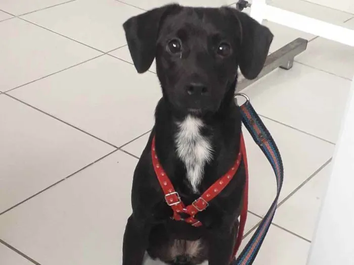 Cachorro raça Srd idade 1 ano nome Pietra 