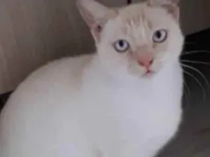 Gato raça Srd idade 7 a 11 meses nome Bessie