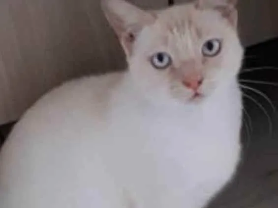 Gato raça Srd idade 7 a 11 meses nome Bessie