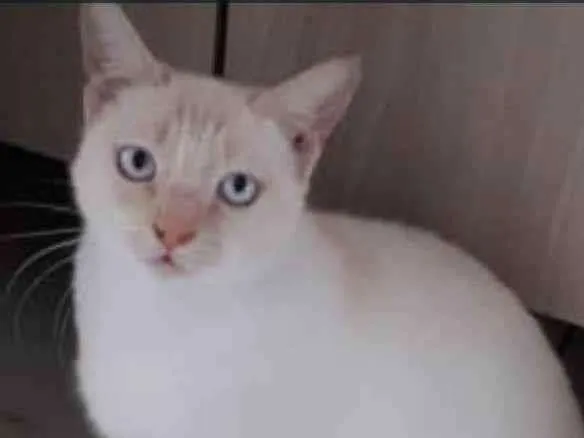 Gato raça Srd idade 7 a 11 meses nome Bessie