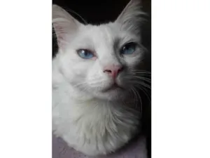 Gato raça Srd idade 1 ano nome Violeta