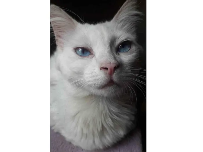 Gato raça Srd idade 1 ano nome Violeta