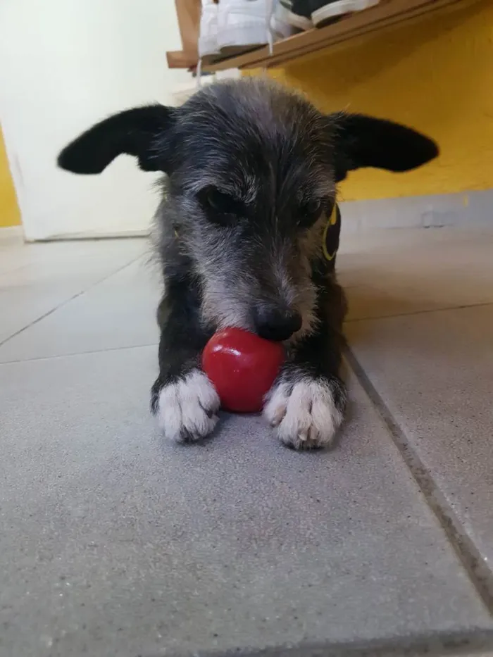 Cachorro raça SRD idade 1 ano nome Jorge
