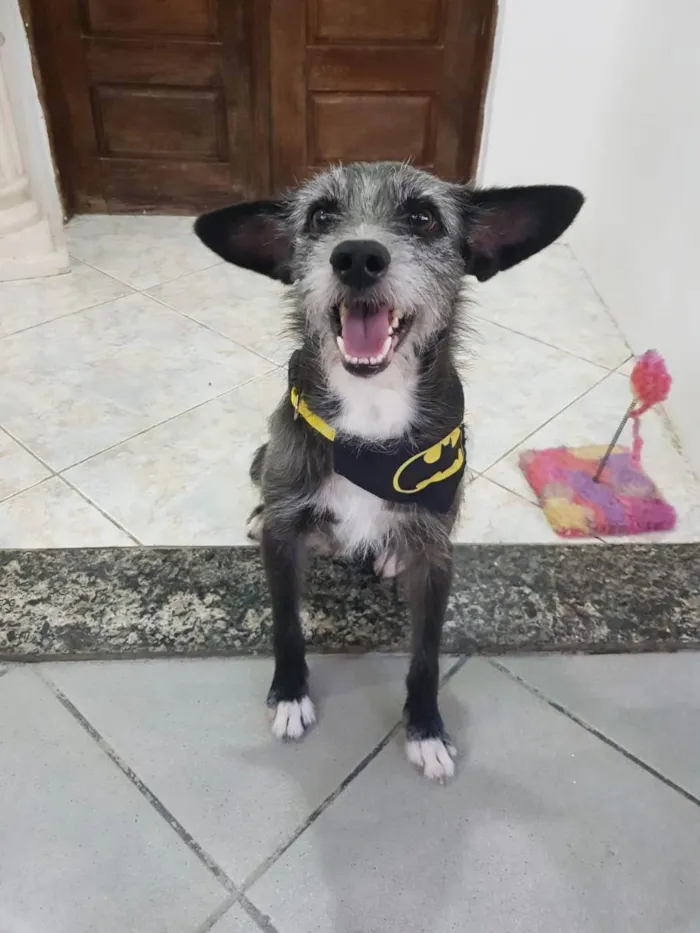 Cachorro raça SRD idade 1 ano nome Jorge