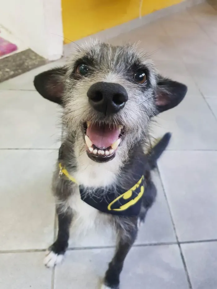 Cachorro raça SRD idade 1 ano nome Jorge