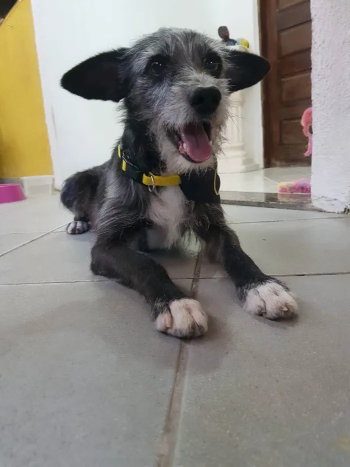Cachorro raça SRD idade 1 ano nome Jorge