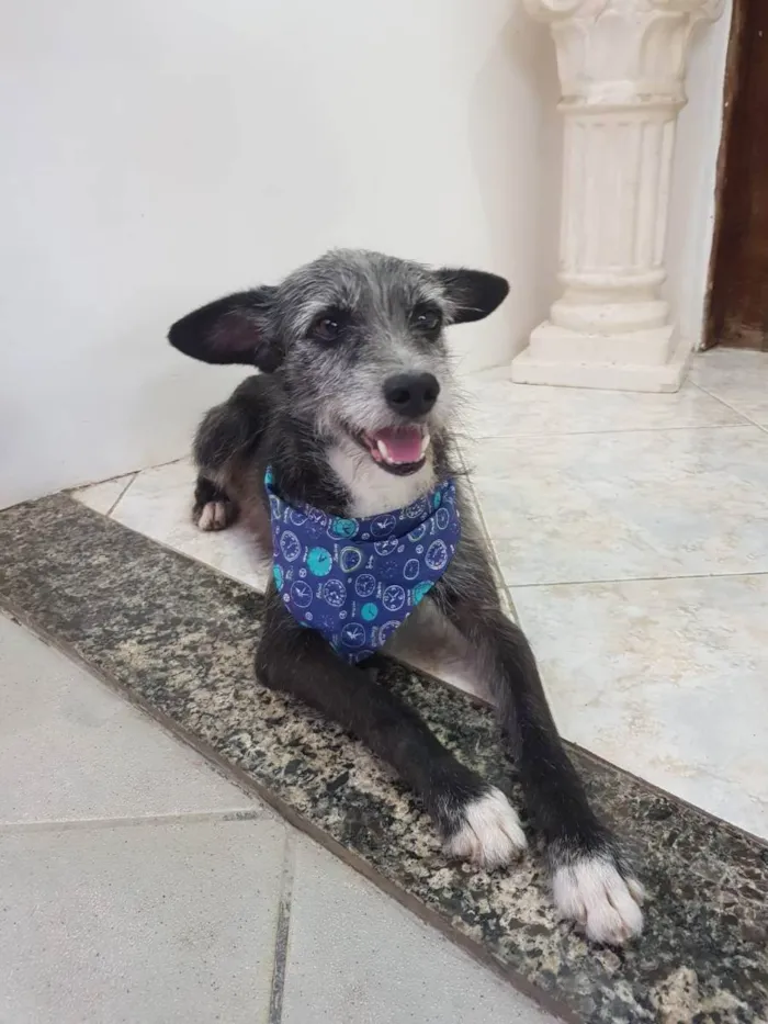 Cachorro raça SRD idade 1 ano nome Jorge