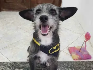 Cachorro raça SRD idade 1 ano nome Jorge