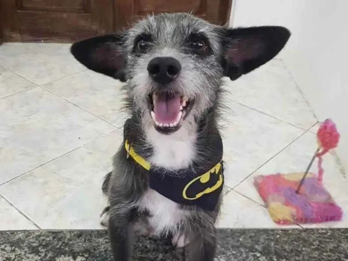 Cachorro raça SRD idade 1 ano nome Jorge