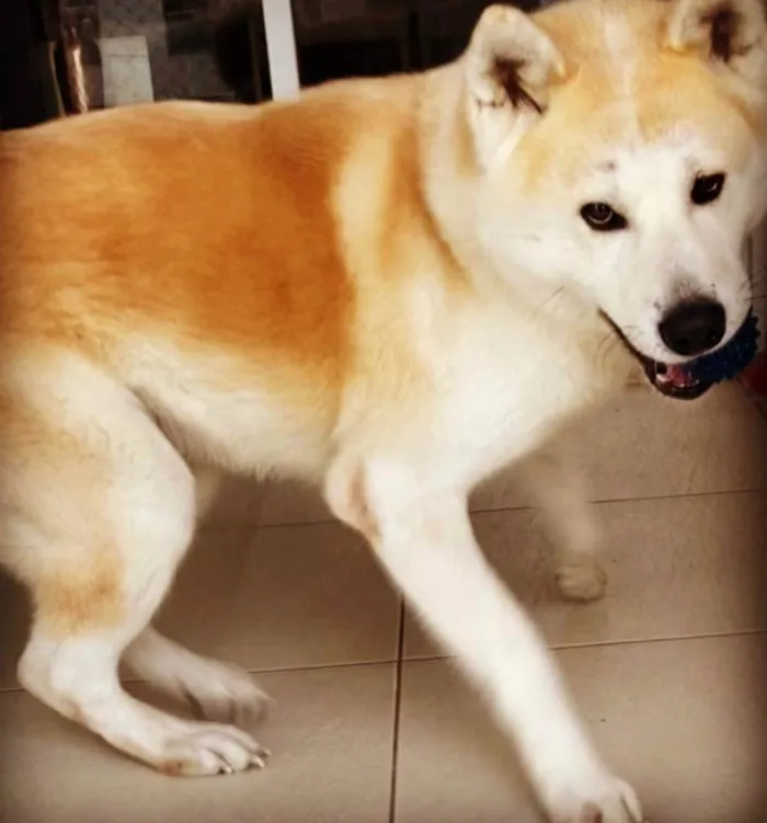 Cachorro ra a Akita  idade 3 anos nome Marley 