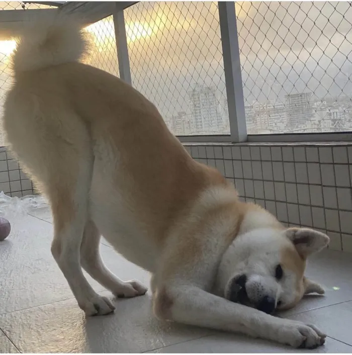 Cachorro ra a Akita  idade 3 anos nome Marley 