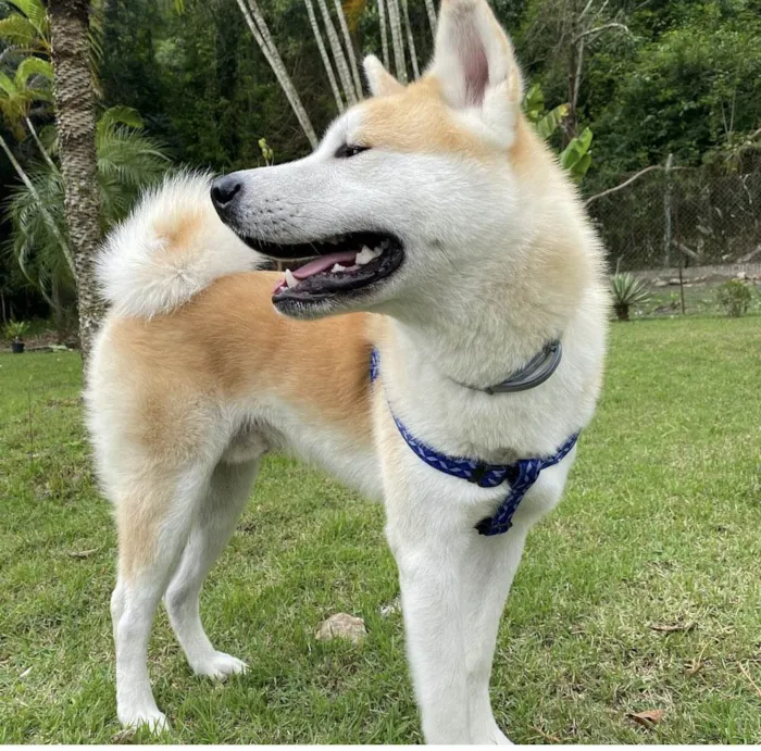 Cachorro ra a Akita  idade 3 anos nome Marley 