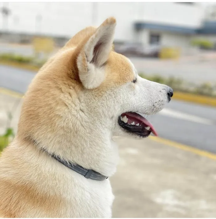 Cachorro ra a Akita  idade 3 anos nome Marley 