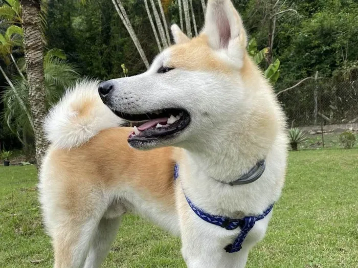 Cachorro ra a Akita  idade 3 anos nome Marley 