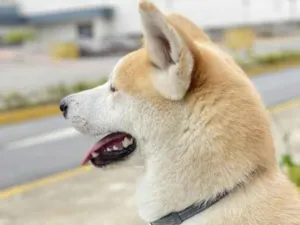 Cachorro raça Akita  idade 3 anos nome Marley 