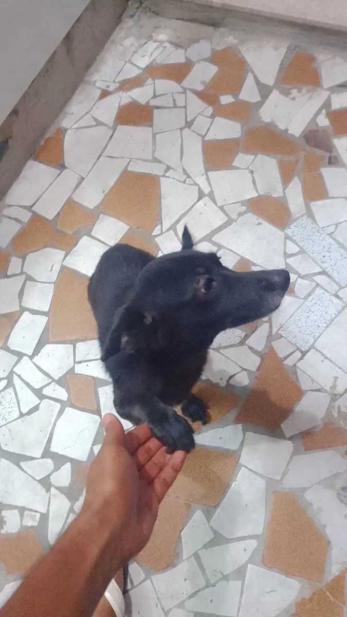 Cachorro ra a Vira latas idade 6 ou mais anos nome Neguinha