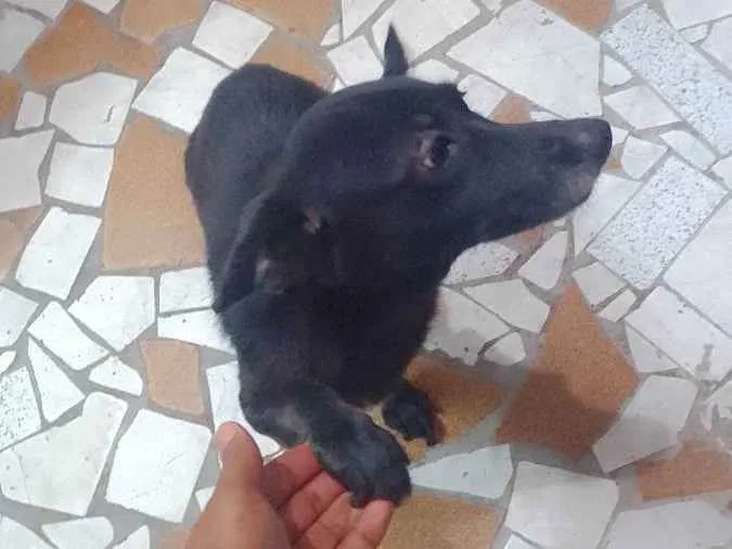 Cachorro ra a Vira latas idade 6 ou mais anos nome Neguinha