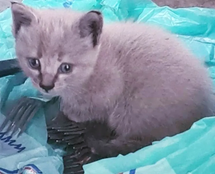 Gato raça Srd idade Abaixo de 2 meses nome Mia