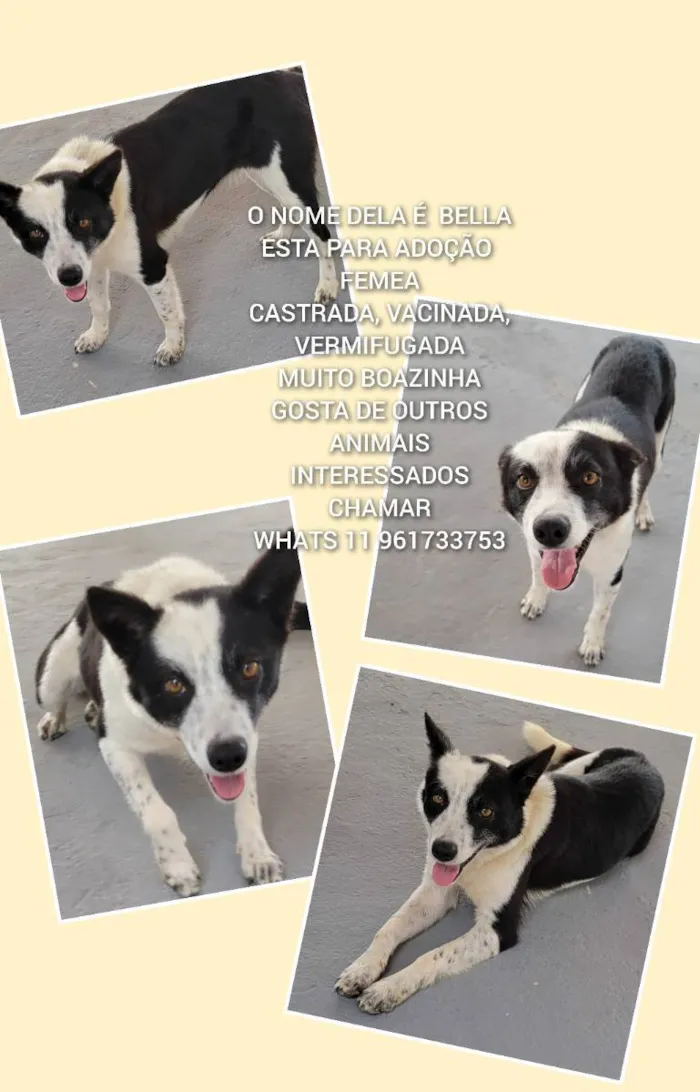 Cachorro raça Srd idade 1 ano nome KIARA