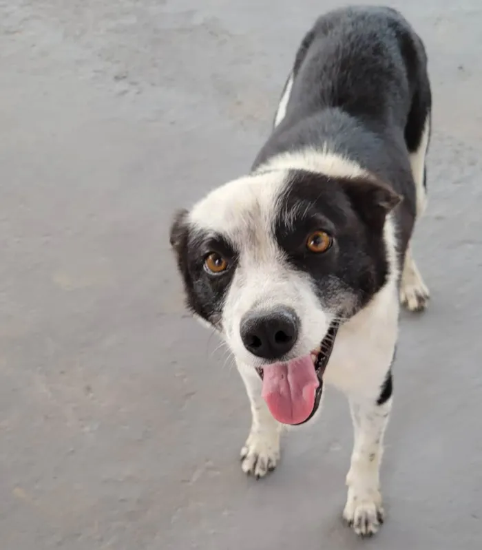 Cachorro raça Srd idade 1 ano nome KIARA