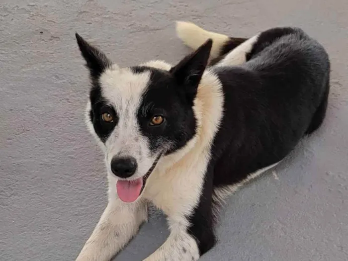 Cachorro raça Srd idade 1 ano nome KIARA