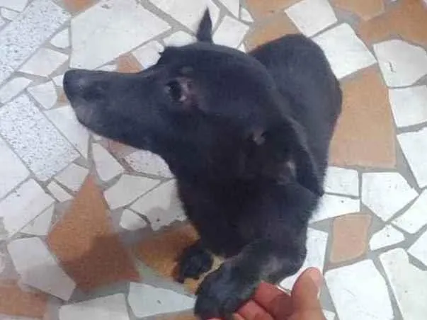 Cachorro ra a Vira latas idade 6 ou mais anos nome Neguinha